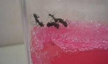 蚂蚁工坊观察日记