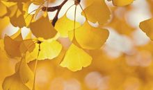 好看的银杏树叶