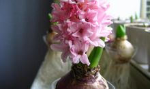 种一株风信子在心底