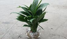 我眼中的白鹤芋