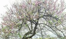 姥姥家的小院作文