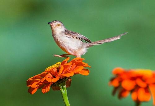 每个人都有责任保护鸟类