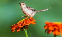 保护鸟类人人有责