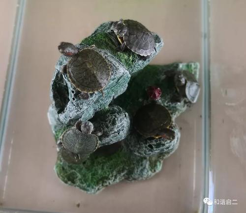 我最喜欢的小乌龟