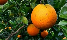 家乡果园的四季