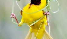 从《织巢鸟》想到的