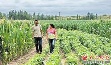 一粒财富的种子