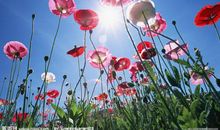 路灯下的虞美人