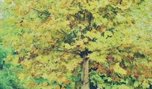 关于梧桐树的记忆