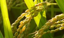 又是稻花飘香时