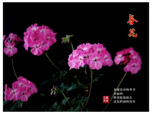 春天的公司