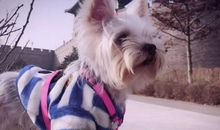 向往拥有一只小狗