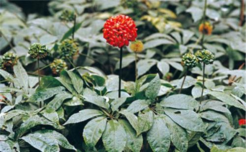 我是植物