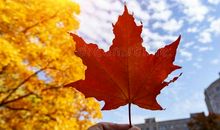 一片秋天的叶子