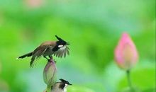 生活因挫折而美丽