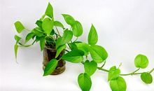 关于绿萝的记忆