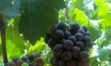 我家的葡萄园