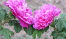 一株河畔的玫瑰