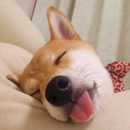 渴望有一只狗