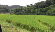 那一片小小的绿