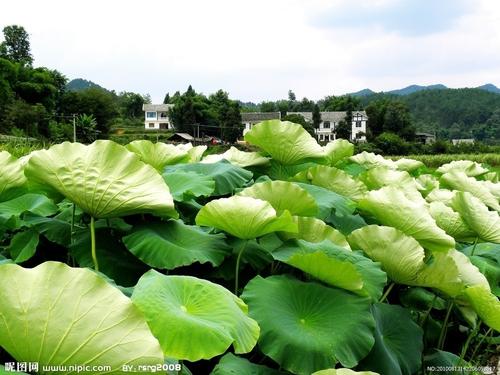 国家荷​​花池