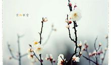 傲雪寒梅的启示