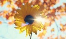 我是一朵向日葵