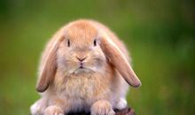 我和小狗的幸福生活