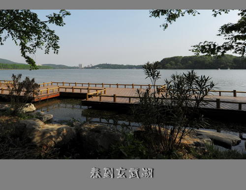 春到玄武湖