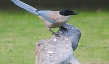 热爱工作的喜鹊