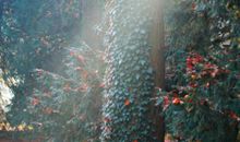 我想变成一束阳光