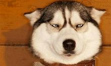 让我又爱又恨的狗