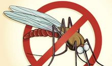 给蚊子先生的一封信