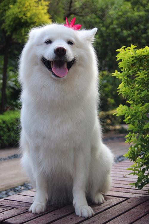 幸福就是养狗