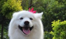 快乐就是拥有一只狗狗