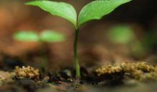 如果我是一株草