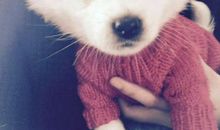 我家的“新成员”