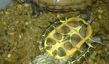 我的两只大乌龟