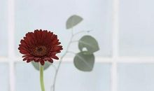 在心底盛开一朵花