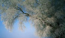 一颗想念雪的种子