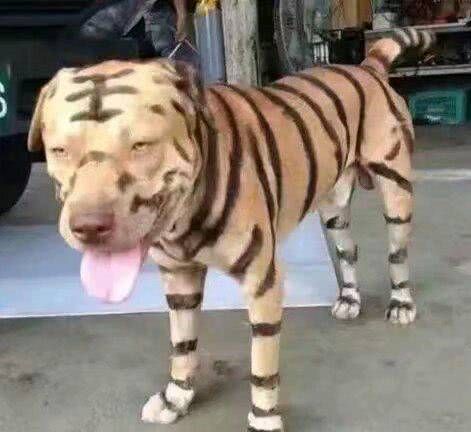 我和我的小主人