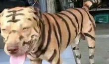 我和我的小主人