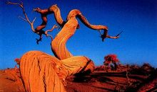 大自然中的歌舞者