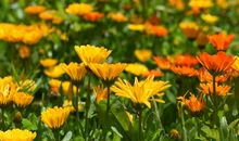 关于外婆的记忆