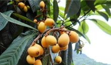 藏在枇杷中的爱