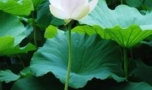 暗淡时光，动人年华_1500字