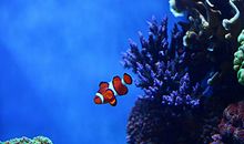 “小丑鱼”变形记