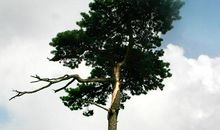 愿做一棵千年古松