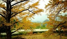 我爱家乡的银杏树