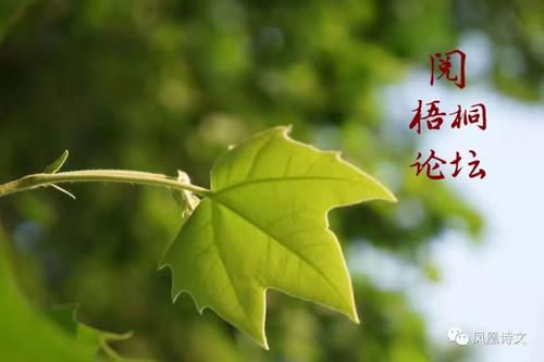 梧桐跟我一起成长